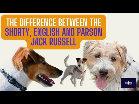 The Difference Between A Shorty English And Parson Jack Russell