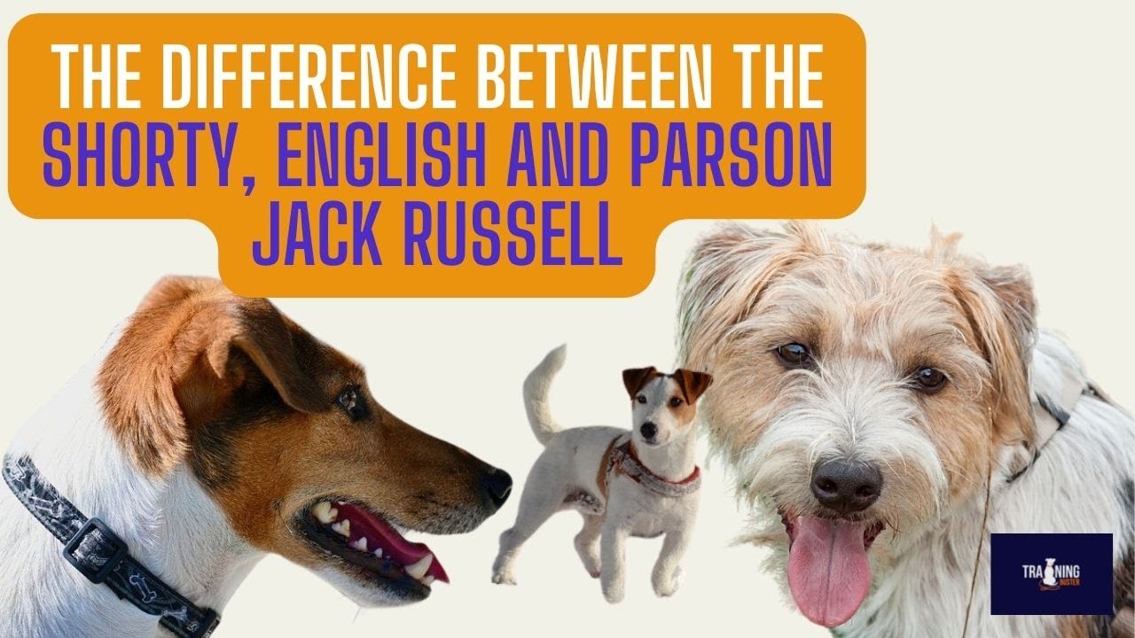 How much does a Shorty Jack Russell cost? Tipseri