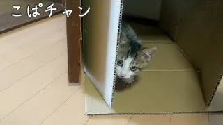 【子猫】part25ちょこちゃん段ボールすきだね～！ご飯変えてみた！