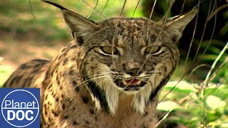 Thumbnail del capítulo