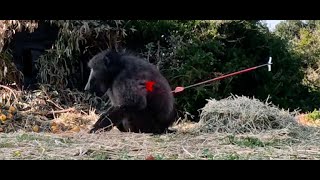 Monkeys and Baboons, Blowgun and Broadhead Testing