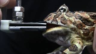 New Publication - Bite Force in the Horned Frog (Ceratophrys cranwelli) with Implications for Extinc