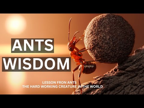 ANT's Wisdom | ANTS LESSON | - Best Motivational Video #ants #antswisdom