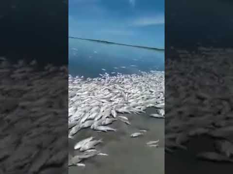 Impactante mortandad de peces en una laguna de Vera y Pintado