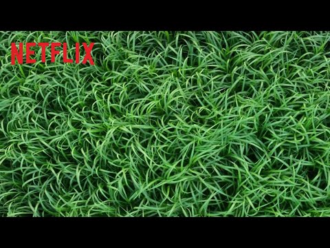 Trailer Im hohen Gras