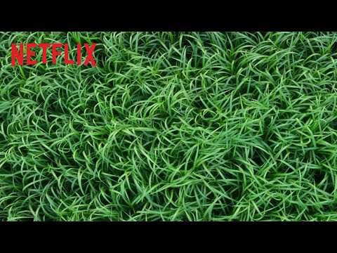 Trailer-Vorschau: Im hohen Gras