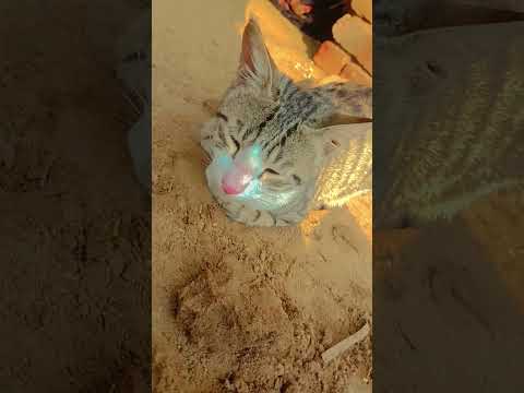 Simba and baljeet #@Shri_harivansh-1306