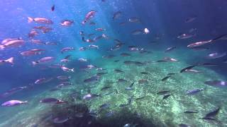 preview picture of video 'Santa Maria di Leuca pesci vicino alla grotta del soffio'