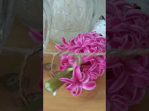 花後の鉢植えのヒヤシンス