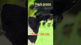 Price of beautiful guppies 🤫#guppy#shortvedio#aquariumfish#price#smallbusiness#guppies#information