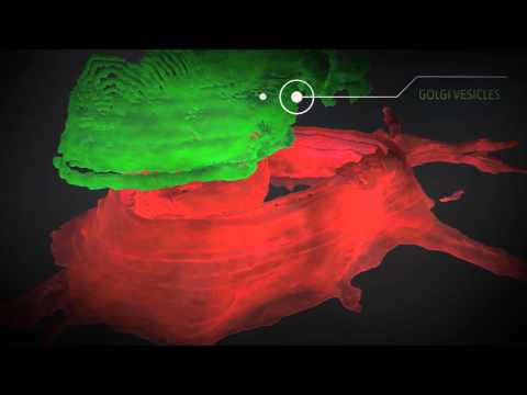 Navigating into cells with Nanolive