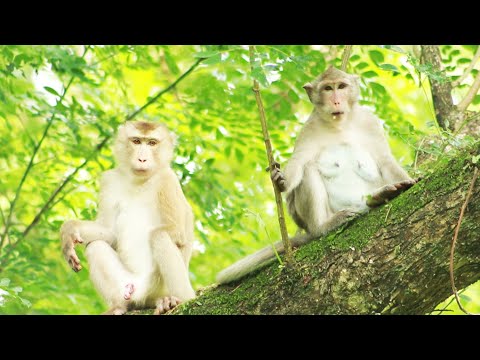 Monkey Princess - Pongo-Akot Monkey June19-2022, G-Maz..316..Amber