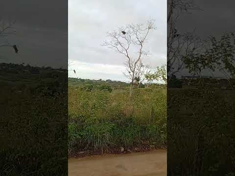 são Gonçalo dos Campos Bahia #acerola #natureza #natureza #paisagemnatural #paisagemnatural