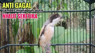 Download lagu Suara Cendet Gacor Toet toet Efektif Anti Gagal Bikin Cendet Malas pun Langsung Nyaut Bunyi Seketika mp3 Download lagu Suara Cendet Gacor Toet toet Efektif Anti Gagal Bikin Cendet Malas pun Langsung Nyaut Bunyi Seketika mp3