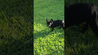 Video preview image #1 French Bulldog Puppy For Sale in CAPE CORAL, FL, USA