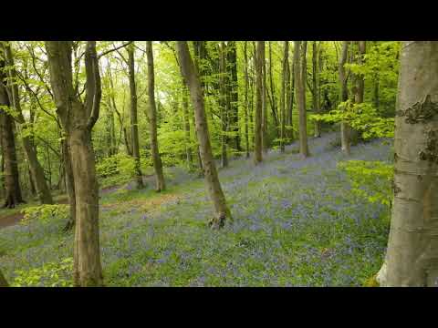 Bluebell wood in South Wales by Drone (4k)