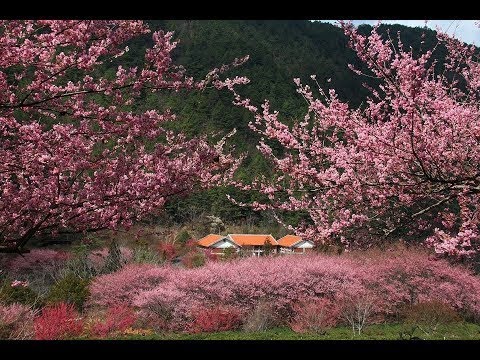 雪霸國家公園-武陵遊憩區 24 小時 HD 直播 Wuling Recreation Area Live Stream cctv 監視器 即時交通資訊