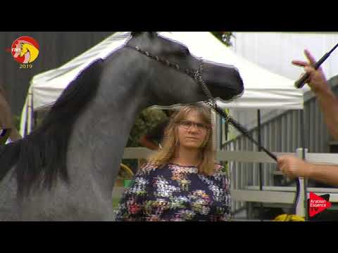 N.11 AMALTEA REGALIS - ELRAN CUP 2019 - Yearling Fillies (Class 3)