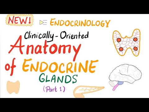 Endocrine System - Clinically-Oriented Anatomy (Part 1) - Endocrinology Series