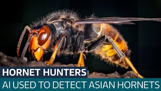 Can AI save honey bees from invasive Asian hornets? | ITV News