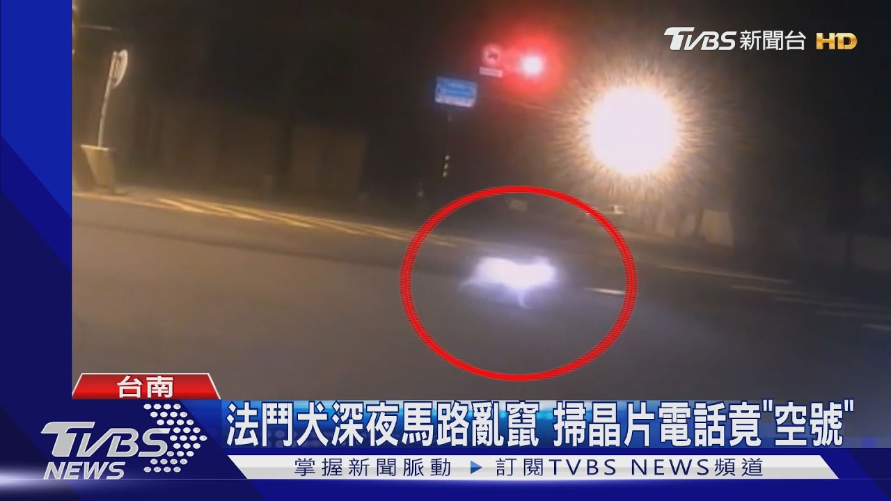 法鬥犬深夜馬路亂竄 掃晶片電話竟「空號」