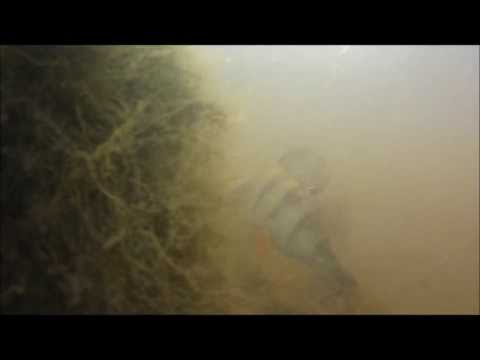 ahvenia haapajoelta 5 10 2013