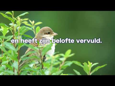 Opwekking 536 Kind van het licht 1B