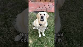 Keeping him safe outside with the Stay and Play Compact Wireless Fence