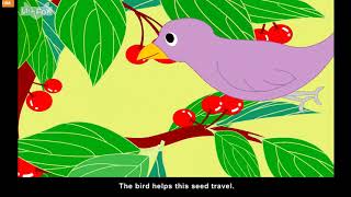 LV3 039 How Do Seeds Travel