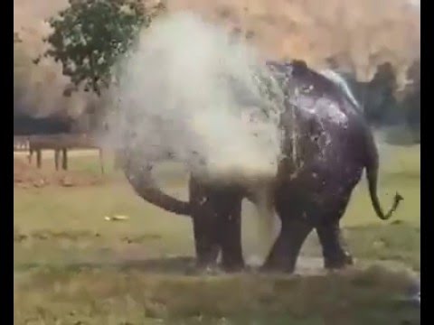 Must Watch!! Elephant Playing n Cooling self with Water!!