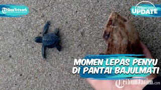 Tempat Wisata di Malang, Ada 120 ekor Anak Penyu Dilepas BSTC di Pantai Bajulmati