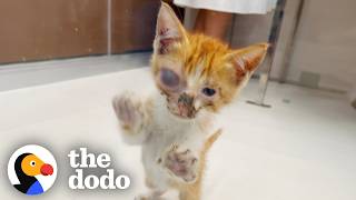 Couple On Vacation Brings A Stray Cat Back to Their Airbnb | The Dodo