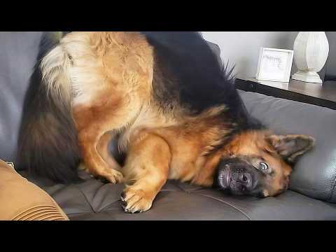 Overdramatic German Shepherds Who Deserve an Oscar 😂 Funniest Dog Videos