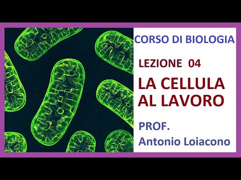 CORSO DI BIOLOGIA - Lezione 04 - La cellula a lavoro
