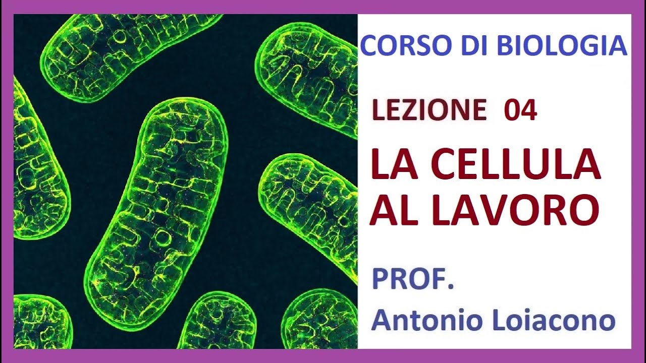 CORSO DI BIOLOGIA - Lezione 04 - La cellula a lavoro