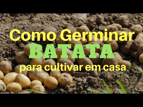 , title : 'Como germinar batata para cultivar em casa'