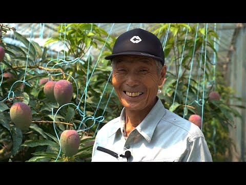 "Mango de otoño/invierno" de Kikuchi Gardening: Oita