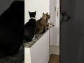 Kucing Antri Nunggu Ciuman Majikan Baru Pulang