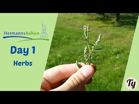 Wow, Deadly Nightshade! - Hermannshöhen with Stella Mellody - Day 1/4