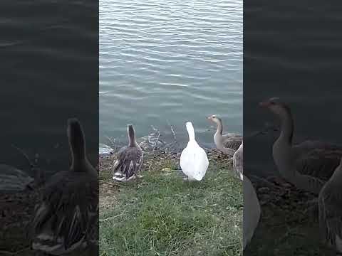 parque dos namorados. Francisco Sá MG