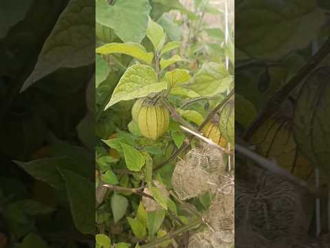 huchubas chitaga norte de Santander Colombia 🇨🇴🙏🏼 agricultura campesina