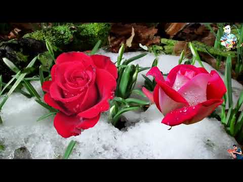 Yamira feat. Mattyas-Waterfalls lyrics, video clip