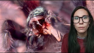 How I Feed My Tarantula With BROKEN FANGS