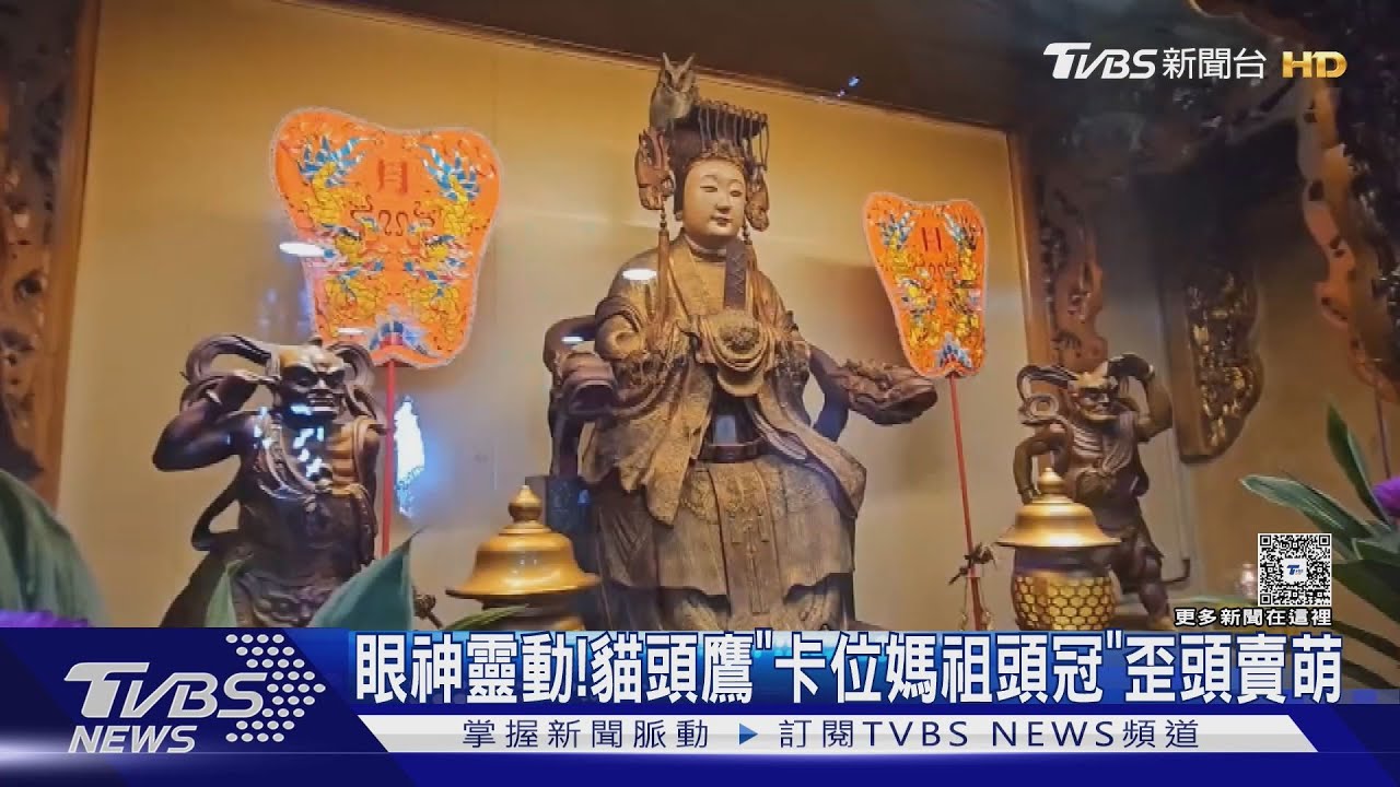 貓頭鷹「卡位媽祖頭冠」歪頭賣萌　網笑：霍格華茲來的
