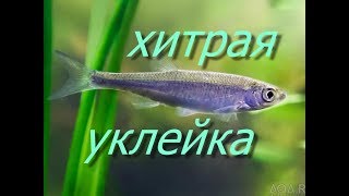 Все об уклейке приманка