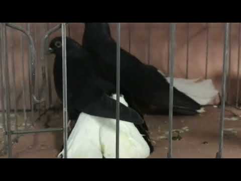 Polish Orlik pigeon breed profile
