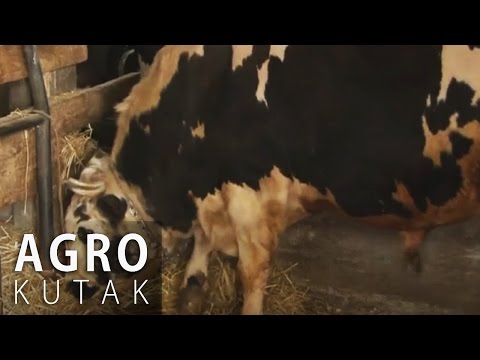 Agro Kutak 1 - Mlijeko