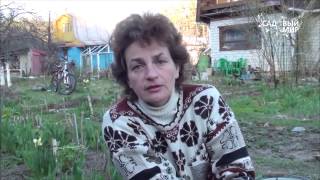 Посадка и выращивание гладиолусов из деток - Видео онлайн