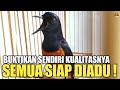 PROVE THE QUALITY CHECK THE PRICE OF COMPETITION READY MURAI BATU BASED ON GRADE A B OR C DEPE