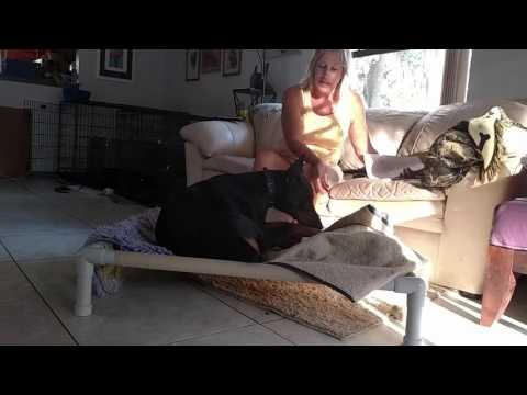 Luca — Dog training Port Orange: day 13